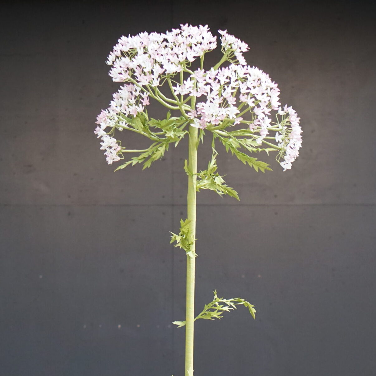 Blomster i papir